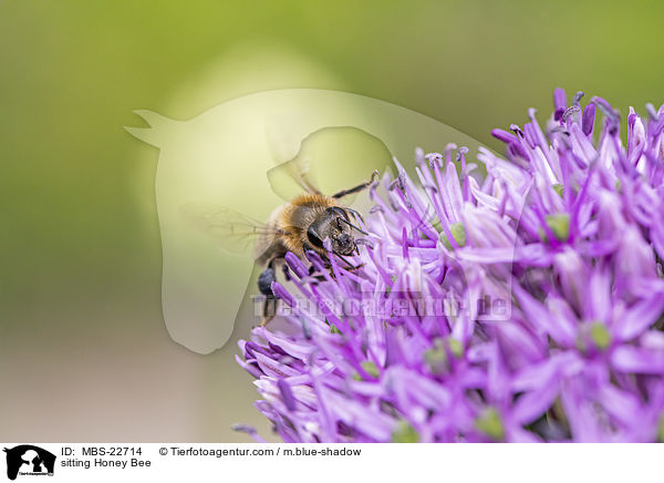 sitting Honey Bee / MBS-22714