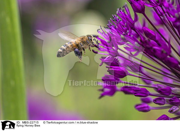 flying Honey Bee / MBS-22715