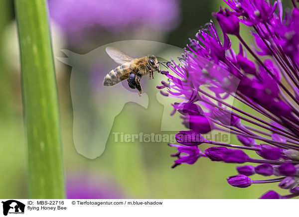 flying Honey Bee / MBS-22716