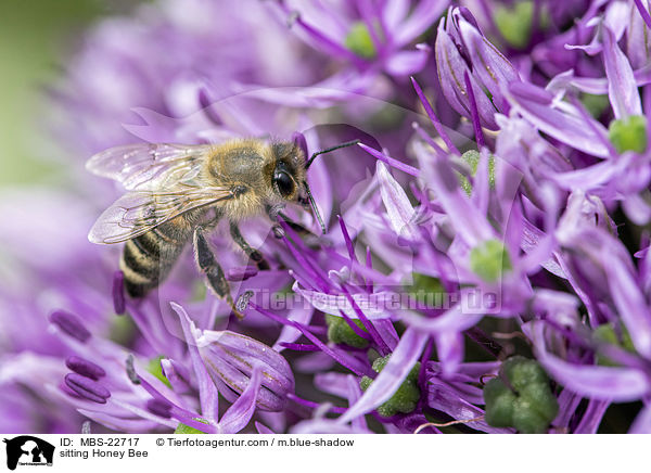 sitting Honey Bee / MBS-22717