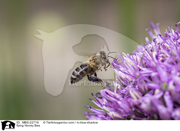 flying Honey Bee / MBS-22719