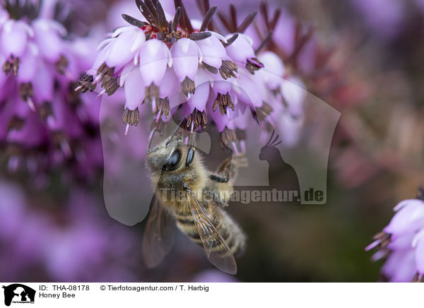 Honey Bee / THA-08178