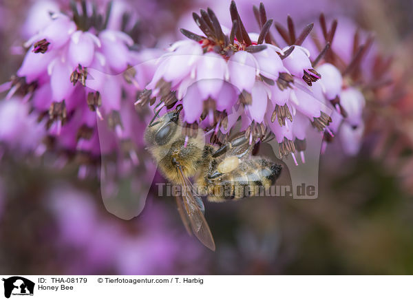 Honey Bee / THA-08179