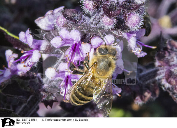 Honigbiene / honeybee / SST-23584