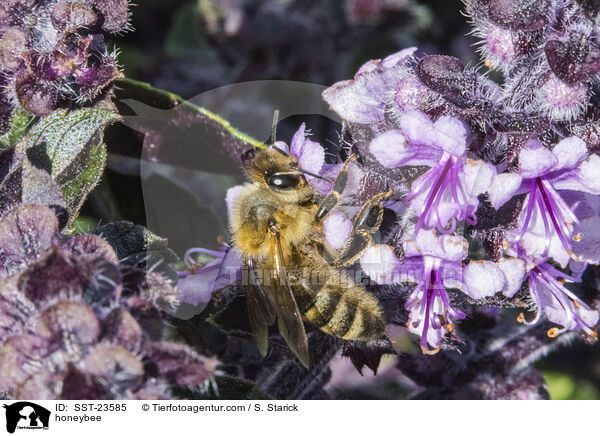 Honigbiene / honeybee / SST-23585