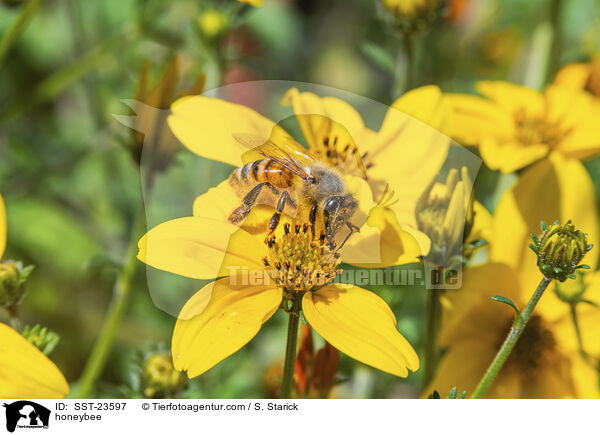 Honigbiene / honeybee / SST-23597