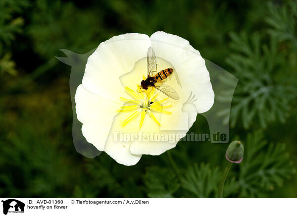 hoverfly on flower / AVD-01360