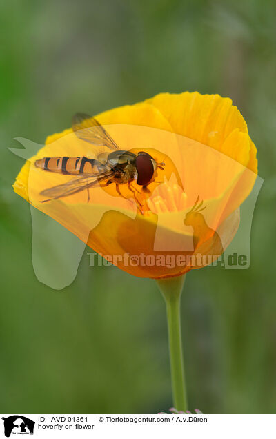 hoverfly on flower / AVD-01361