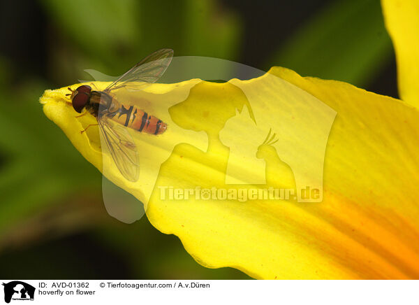 hoverfly on flower / AVD-01362