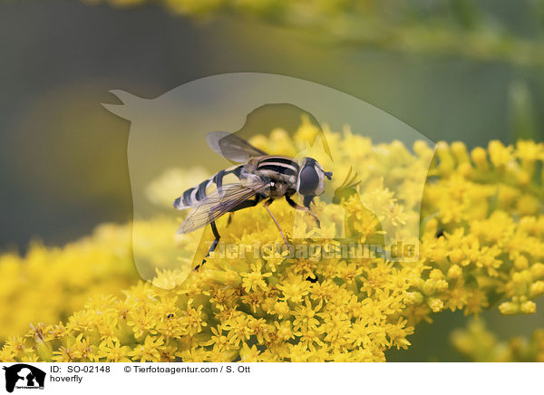 hoverfly / SO-02148