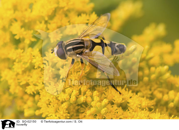 hoverfly / SO-02150