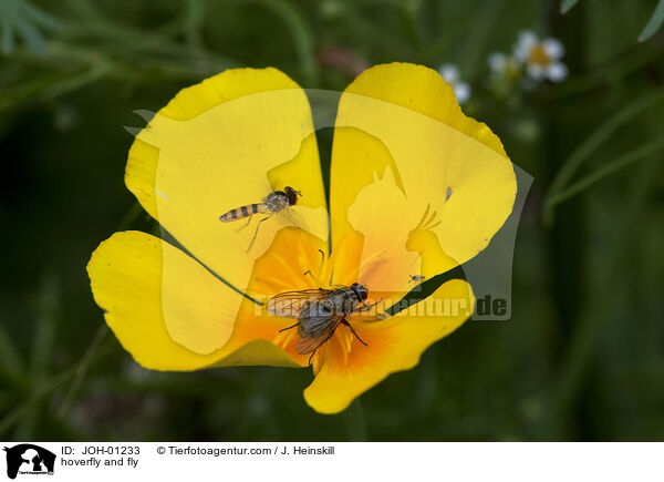 hoverfly and fly / JOH-01233