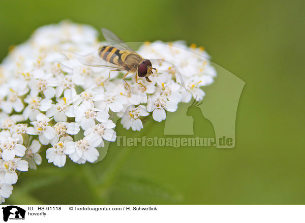 hoverfly / HS-01118