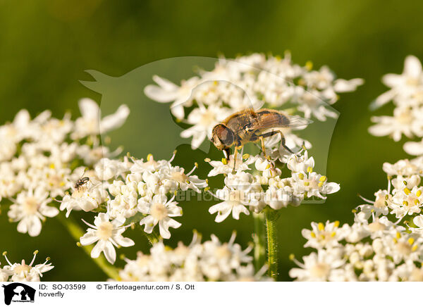 hoverfly / SO-03599