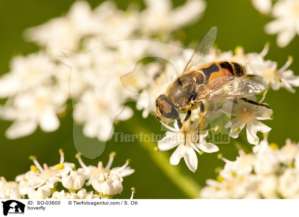 hoverfly / SO-03600