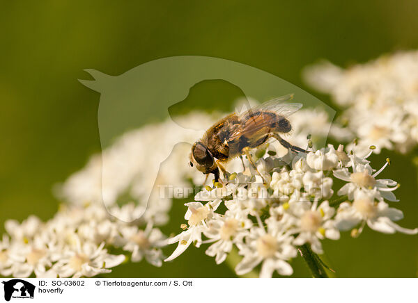 hoverfly / SO-03602