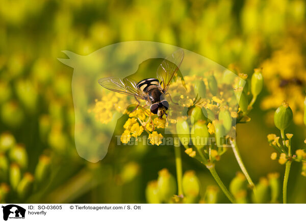hoverfly / SO-03605