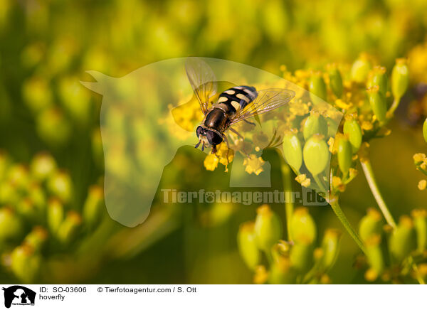 hoverfly / SO-03606