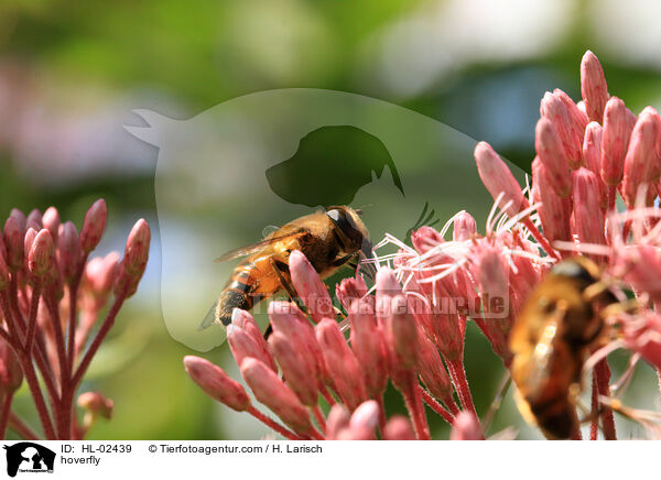 hoverfly / HL-02439