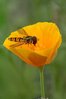 hoverfly on flower