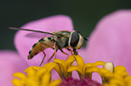 hoverfly