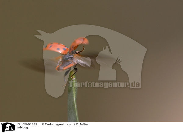 ladybug / CM-01389