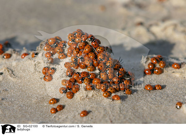 ladybugs / SG-02100