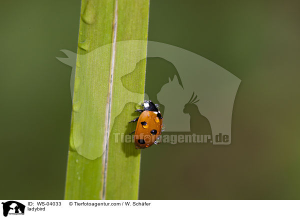 ladybird / WS-04033