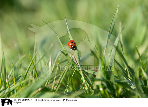 ladybird / PEM-01227