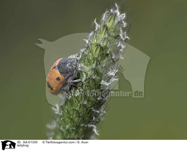 Marienkfer / ladybug / SA-01334