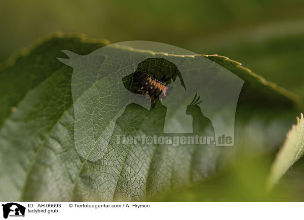 Marienkfer Larve / ladybird grub / AH-06693