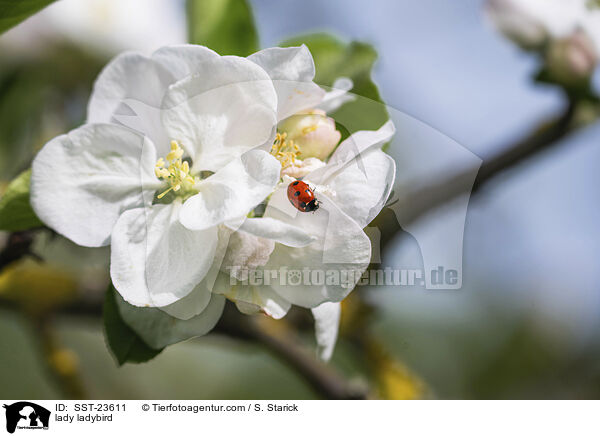 Marienkfer / lady ladybird / SST-23611