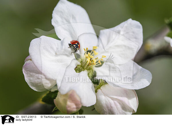Marienkfer / lady ladybird / SST-23613