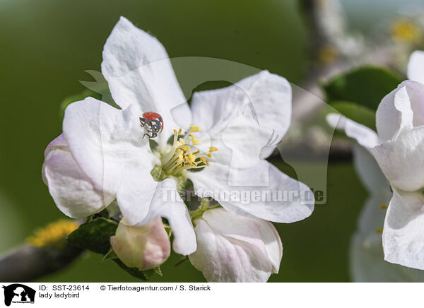 Marienkfer / lady ladybird / SST-23614