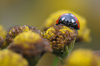 ladybird