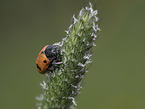 ladybug