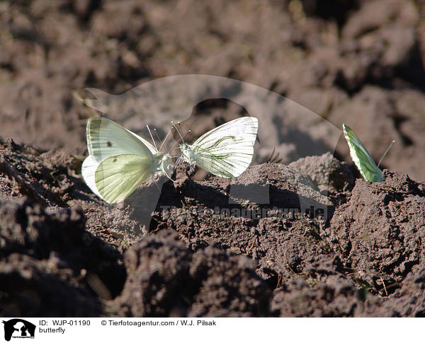 Groer Kohlweiling / butterfly / WJP-01190