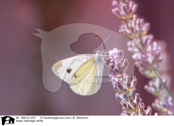 large cabbage white / BDI-01297