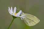 large white butterfly