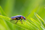 soldier beetle