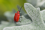 red lily beetle