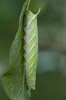 lime hawkmoth