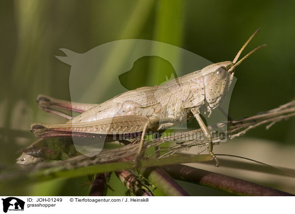 grasshopper / JOH-01249