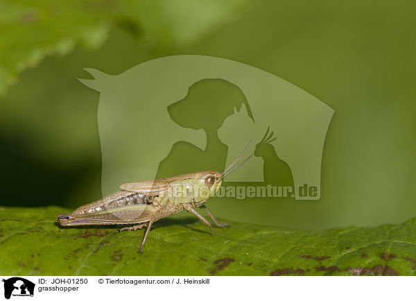 grasshopper / JOH-01250