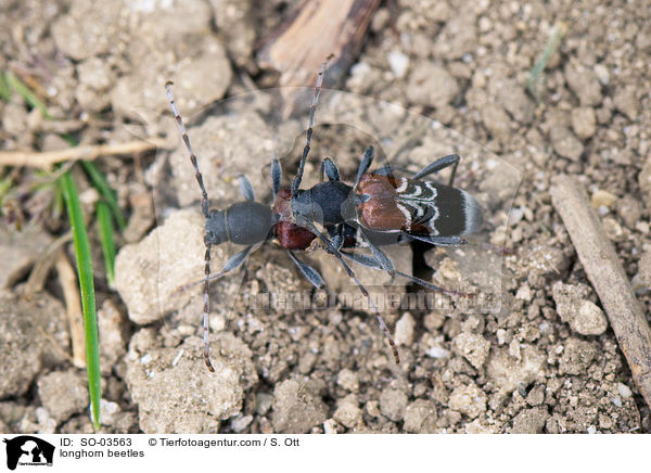 longhorn beetles / SO-03563