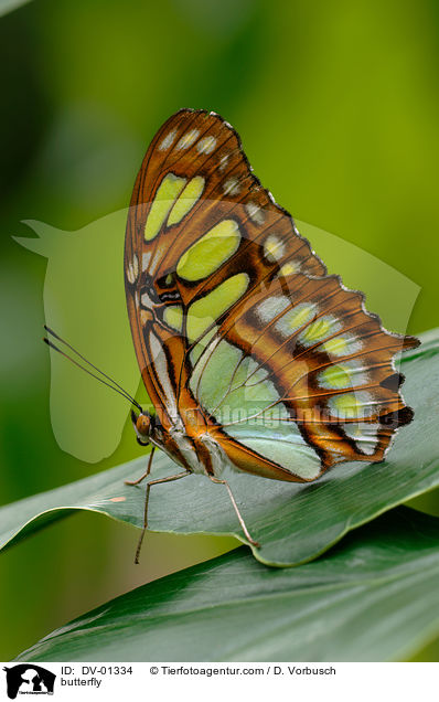 Malachitfalter / butterfly / DV-01334