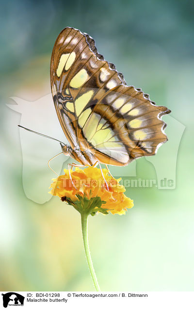Malachitfalter / Malachite butterfly / BDI-01298