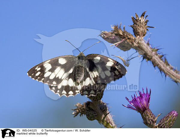 marbled white butterfly / WS-04025