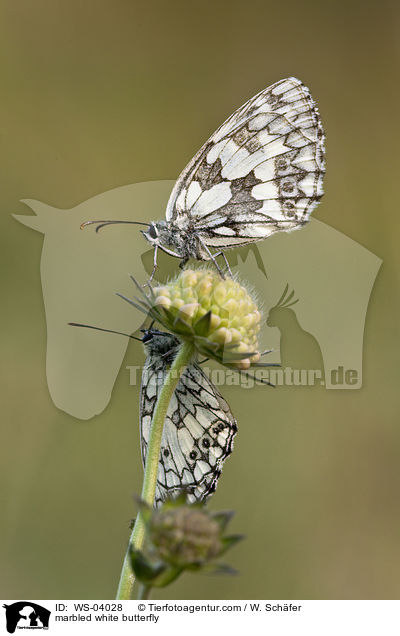 marbled white butterfly / WS-04028