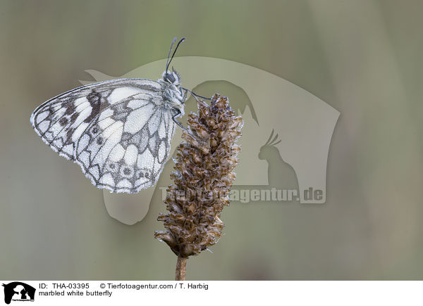 marbled white butterfly / THA-03395